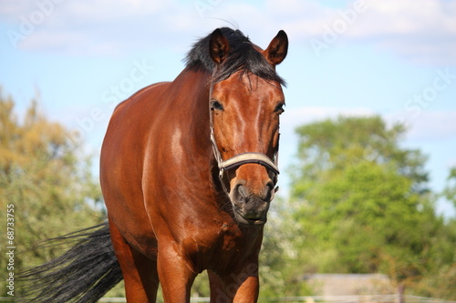 Brown horse portrait in summer