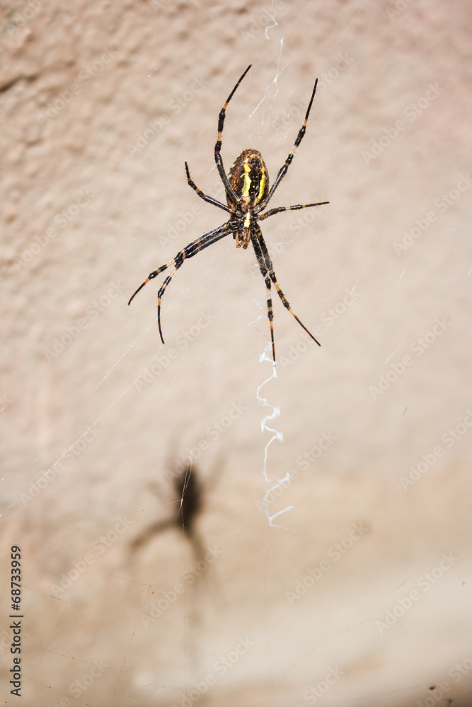 Big spider Big spider