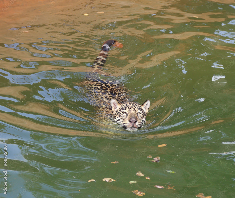 jaguar tiger cat resting and swimming jaguar tiger cat resting and swimming