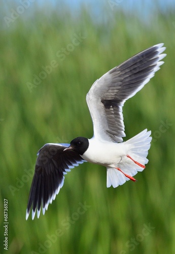 The black-headed gull (Chroicocephalus ridibundus)