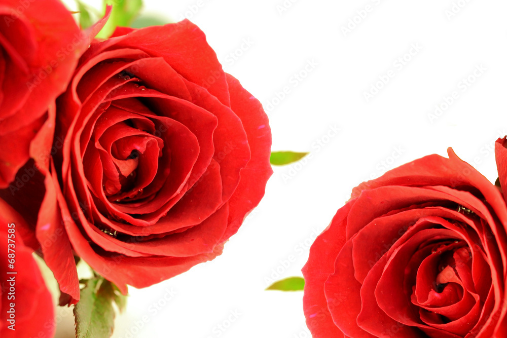Naklejka premium Red roses bouquet on white background.