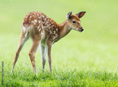Canvas Print fallow deer- baby animal