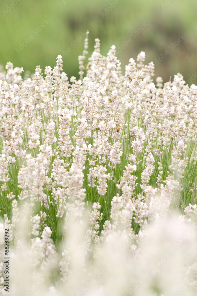 Obraz premium White Lavender Background