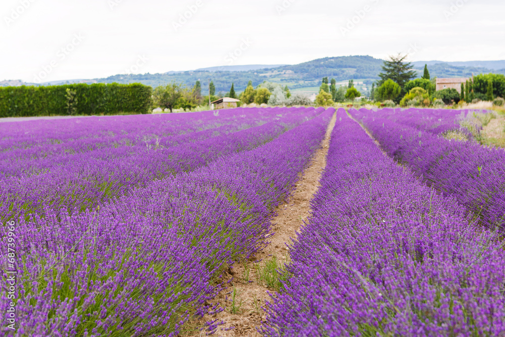 Fototapeta premium Lavender fields near Valensole in Provence, France.