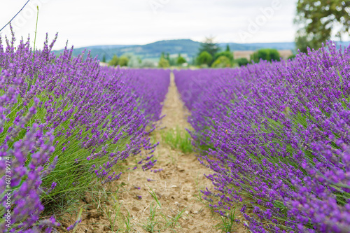 Lavender fields near Valensole in Provence  France.