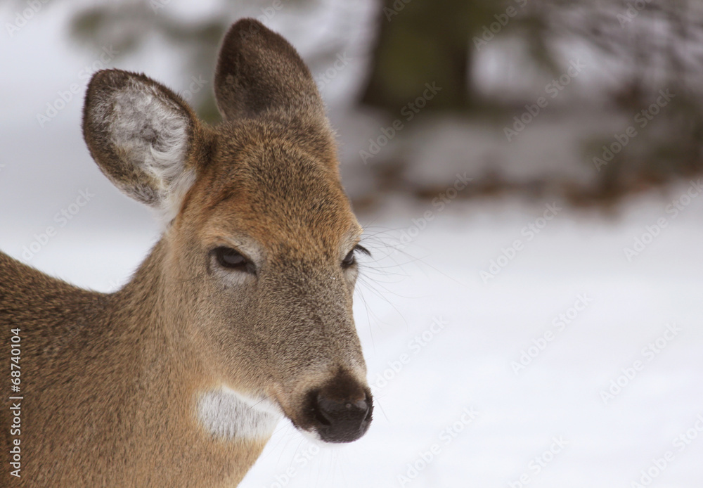 Fototapeta premium Oh, deer