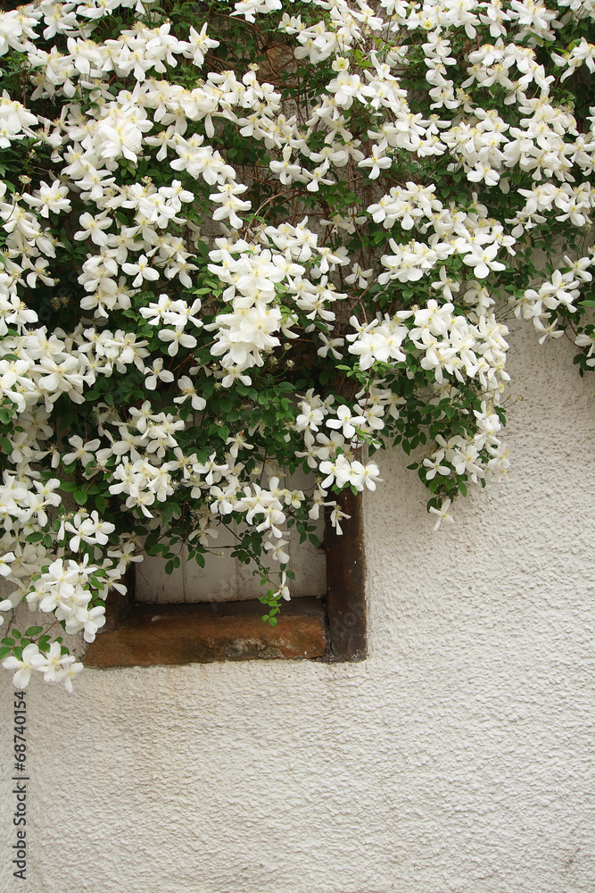 White clematis hanging over a window
