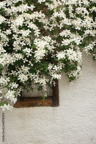Obraz na płótnie White clematis hanging over a window w salonie