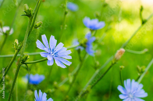 Blue cichorium flowers in the field