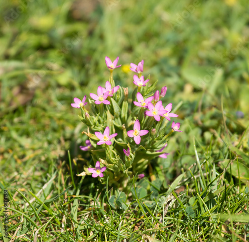 Lesser Centaury