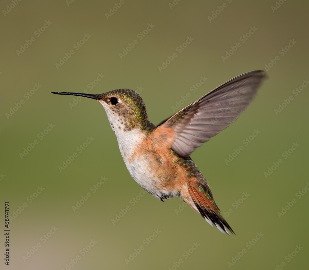 Fototapeta premium Rufous Hummingbird - female