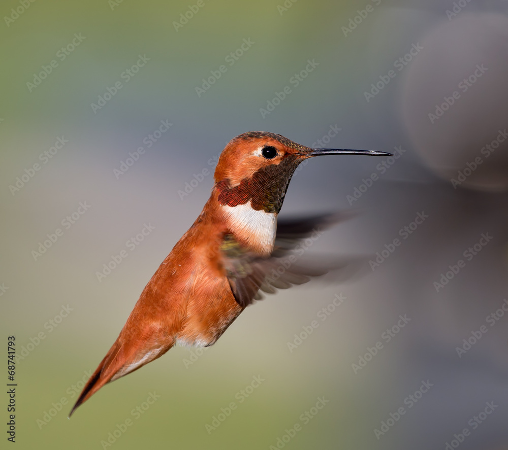 Fototapeta premium Rufous Hummingbird - male