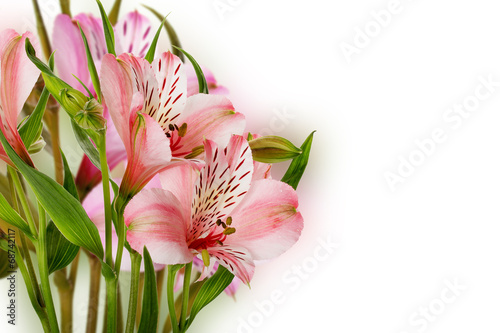 Fototapeta Naklejka Na Ścianę i Meble -  pink lilies isolated on the white background