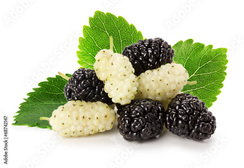 Quadro em tela black and white mulberry isolated on the white background