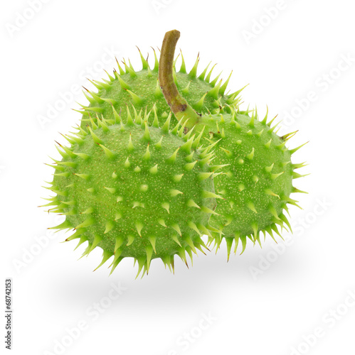 green chestnuts isolated on the white background