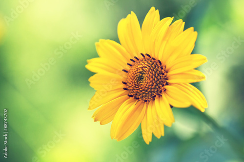 Fototapeta Naklejka Na Ścianę i Meble -  cute yellow summer flower