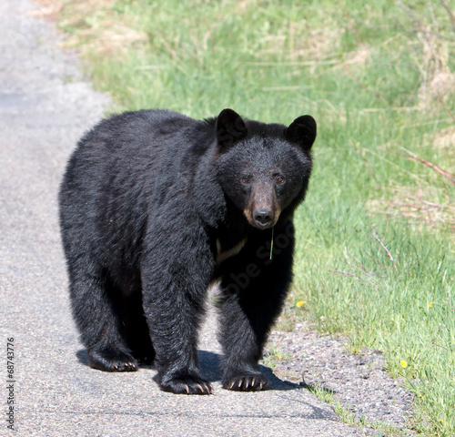 American Black Bear