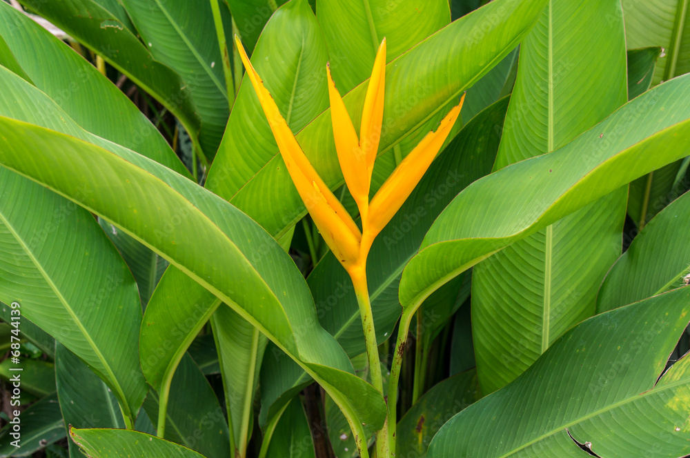 Fototapeta premium Beautiful vivid orange flower - Bird of paradise