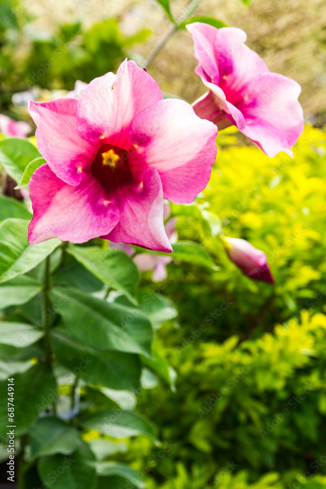 Purple Bignonia flower with dew bloom beautifully in garden Purple Bignonia flower with dew bloom beautifully in garden