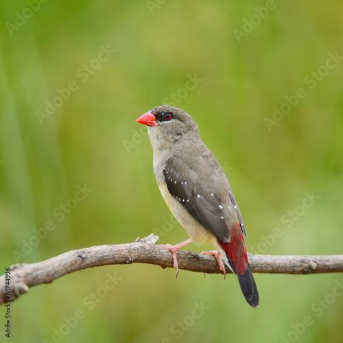 female Red Avadavat