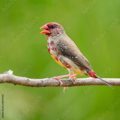 juvenile male Red Avadavat © panuruangjan