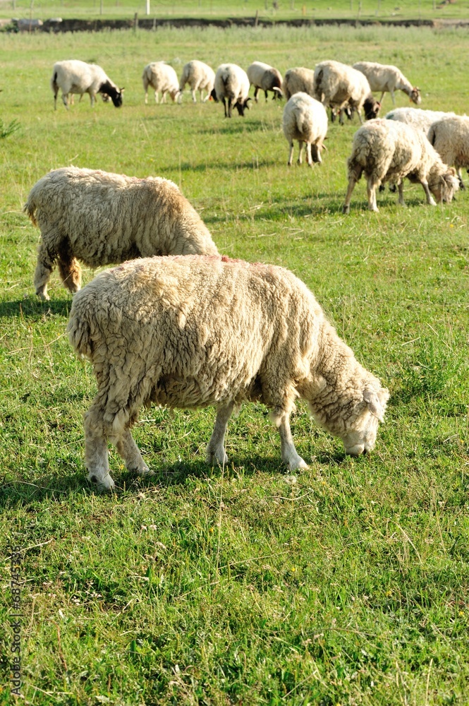 Obraz premium Sheep in mountain meadow 
