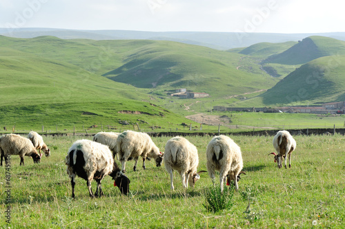 Sheep in mountain meadow 