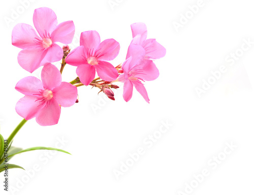 oleander flower © maeklong