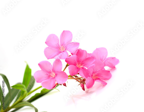 Fototapeta Naklejka Na Ścianę i Meble -  oleander flower
