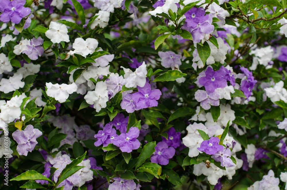 Brunfelsia Australis (Yesterday today and tomorrow flower) Brunfelsia Australis (Yesterday today and tomorrow flower)