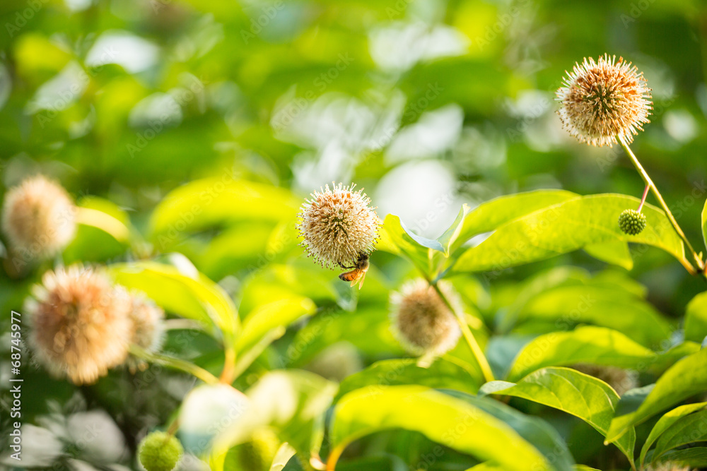 Bee on Buttonbush Bee on Buttonbush