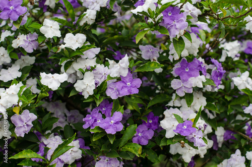 Brunfelsia Australis (Yesterday today and tomorrow flower)