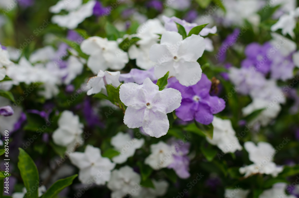 Brunfelsia Australis (Yesterday today and tomorrow flower) Brunfelsia Australis (Yesterday today and tomorrow flower)