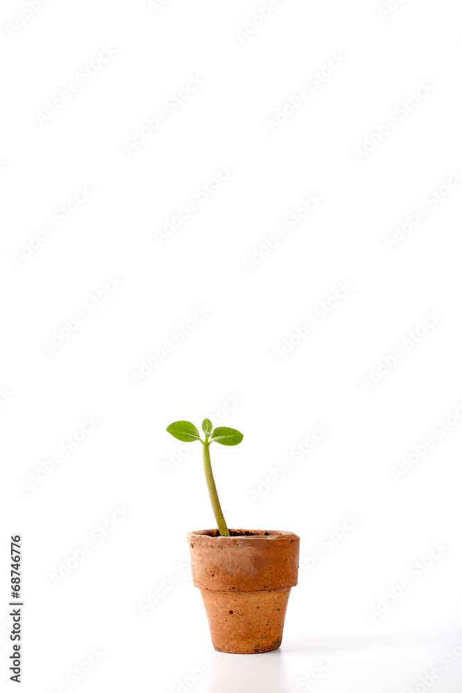 Seedling in clay pots