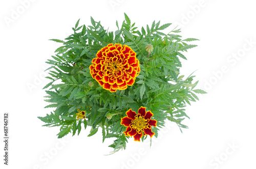 french Marigolds blooming on tree isolated on white background
