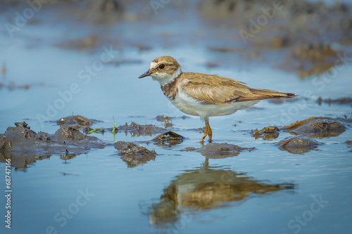 Little Ringed Plover (Charadrius dubius) with her shadow © kajornyot