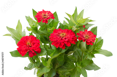 Blooming zinnias isolated on white background