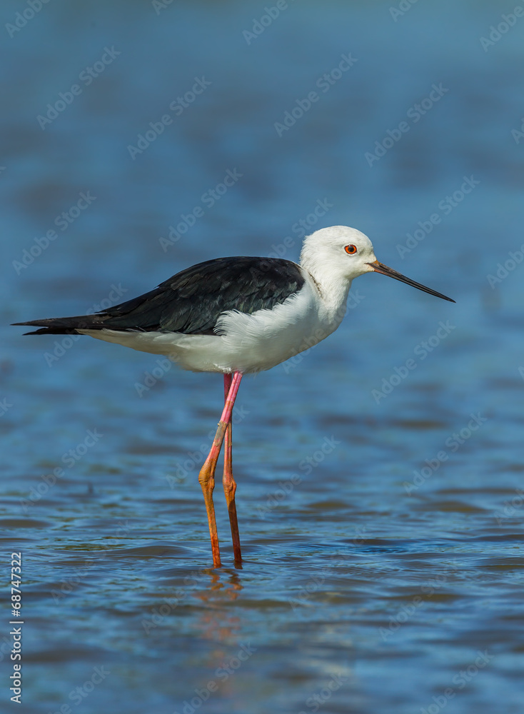 Close up portrait of adult Black-winged Stilt Close up portrait of adult Black-winged Stilt