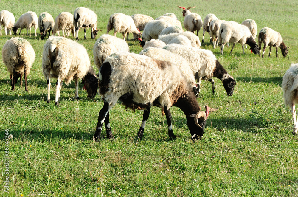 Fototapeta premium Sheep in mountain meadow 