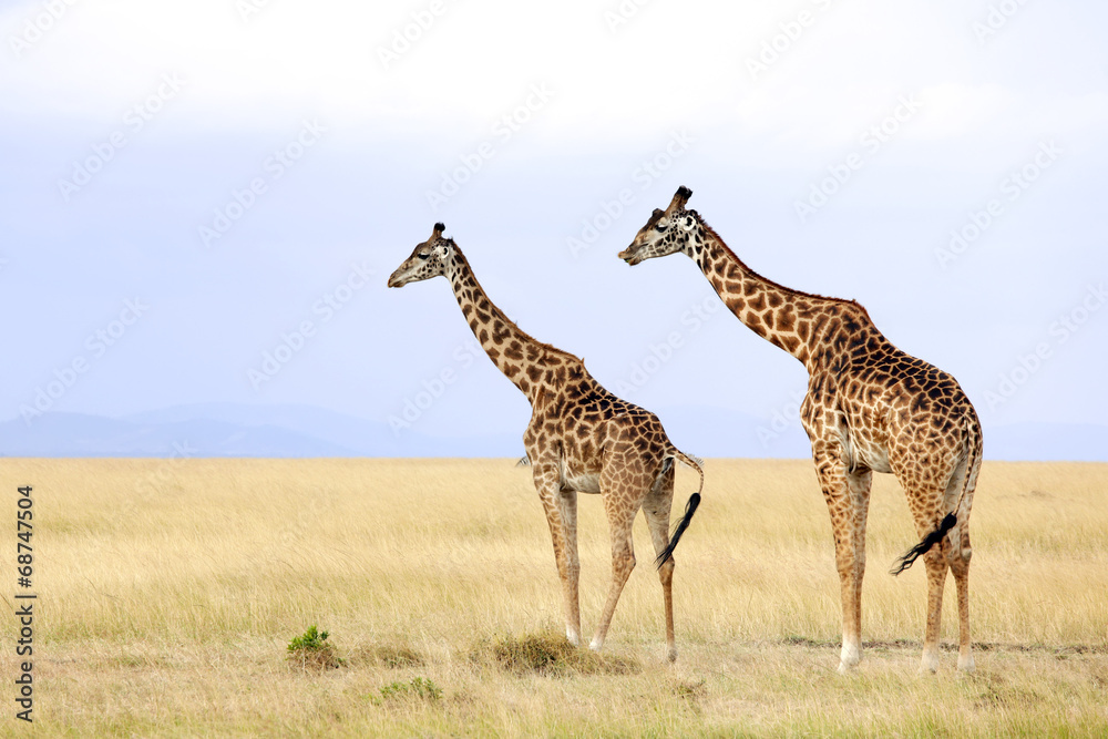 Obraz premium Giraffes on the Masai Mara in Africa