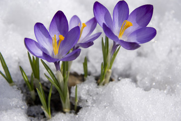 Wandcirkels Krokussen Krokussen in de sneeuw  © Irina Volkova