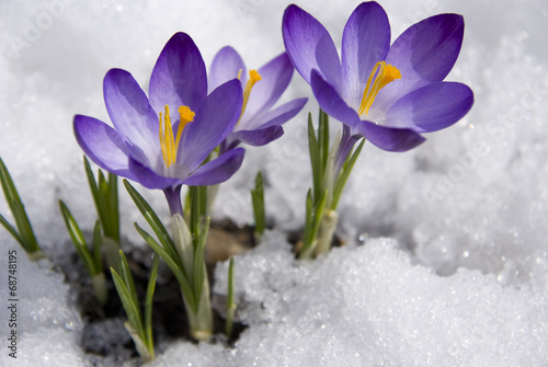 crocuses in snow