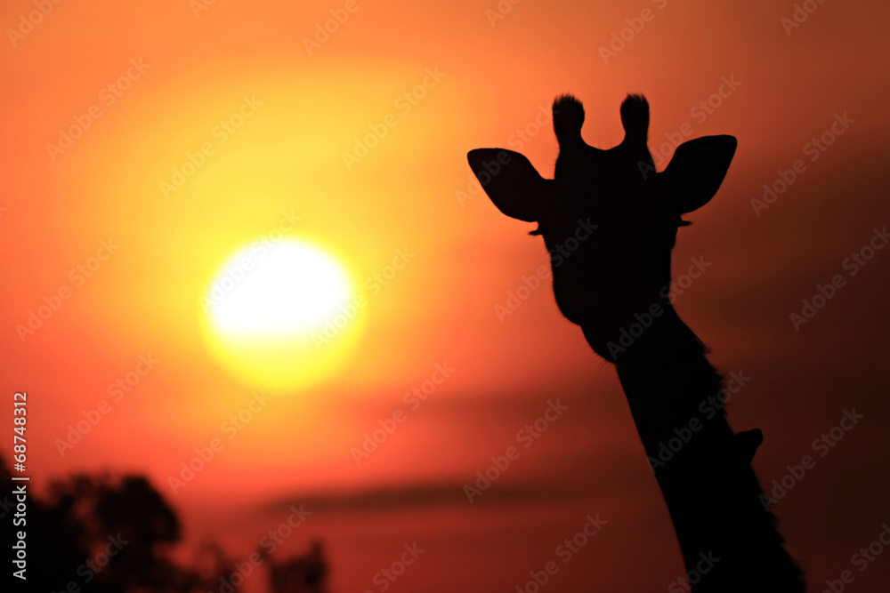 Giraffe Sunset Silhouette on the Masai Mara in Africa