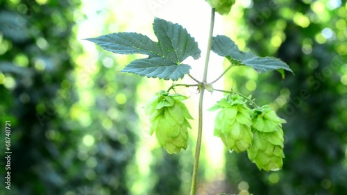 detail of hop cones in the hop-garden, real time, photo