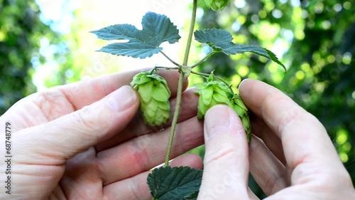 farmer inspect hop cones in the hop garden, real time, photo