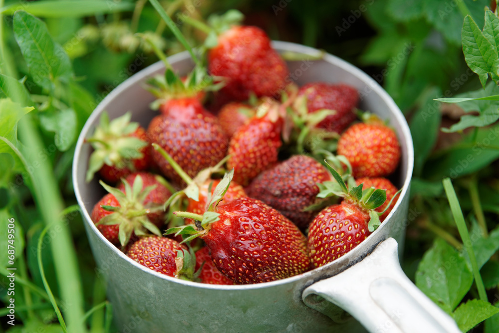 Strawberry crop Strawberry crop
