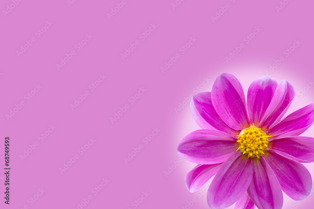 purple, violet flower as a holiday postcard design