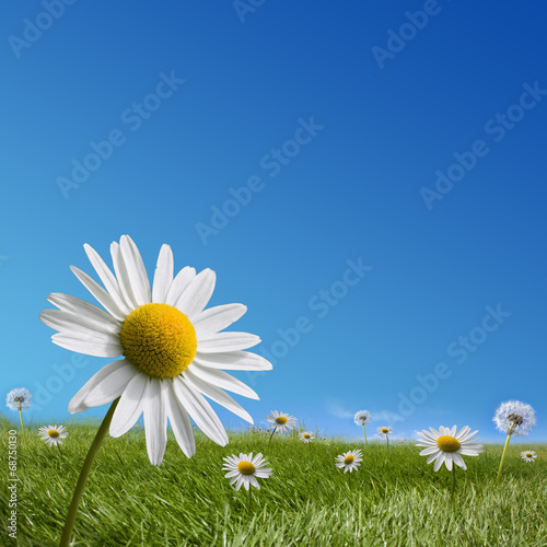 Fototapeta Naklejka Na Ścianę i Meble -  Daisy and dandelion meadow