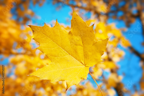 maple leaf on blue sky background