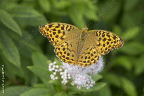 Бабочка Перламутровка большая лесная (лат. Argynnis paphia) © galina_savina
